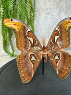 Atlas Vlinder in stolp