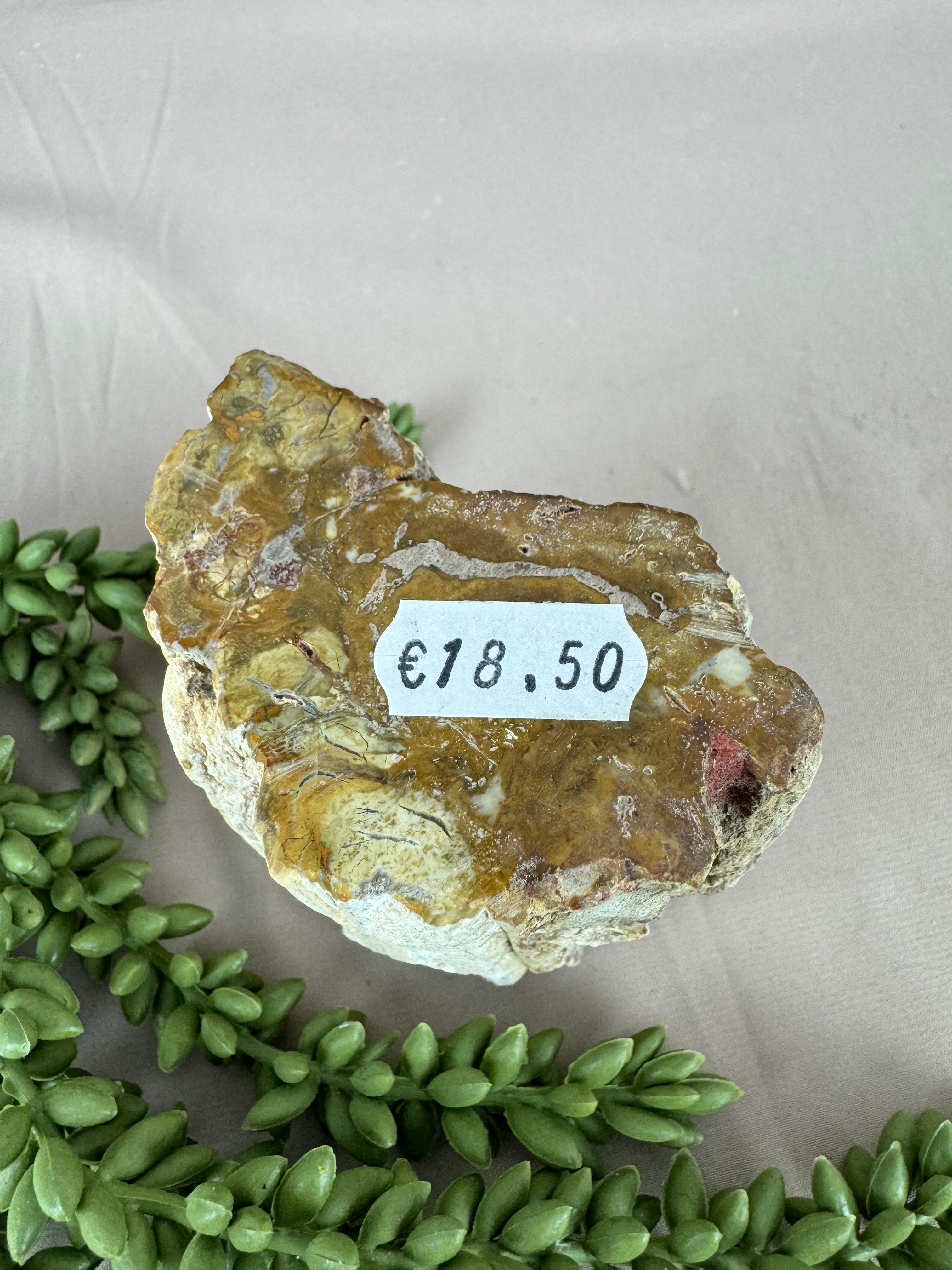 Versteend hout stam #1213