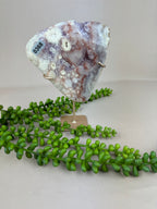 Kunst Erwten plantje