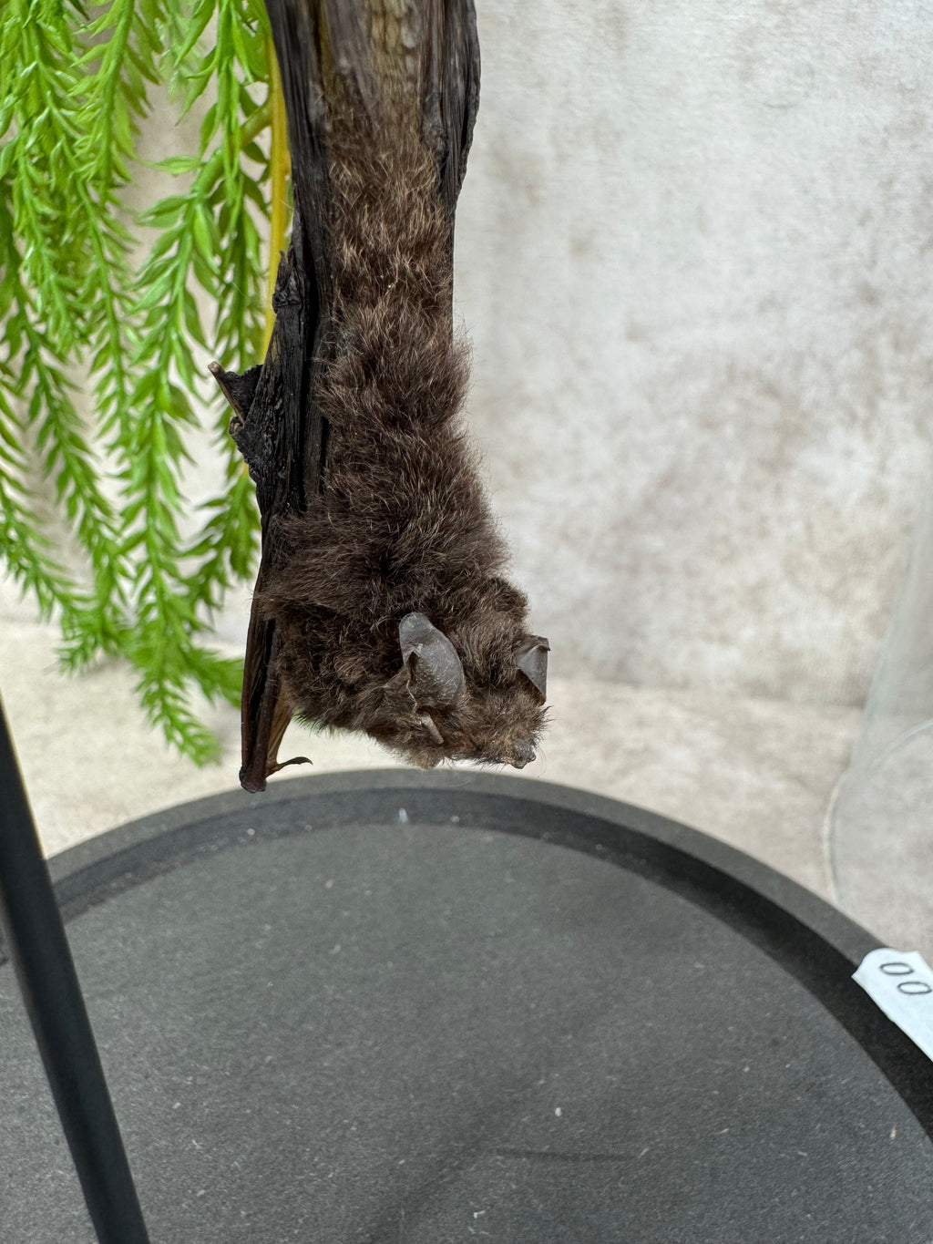 Vleermuis in stolp 60