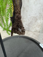 Vleermuis in stolp 60