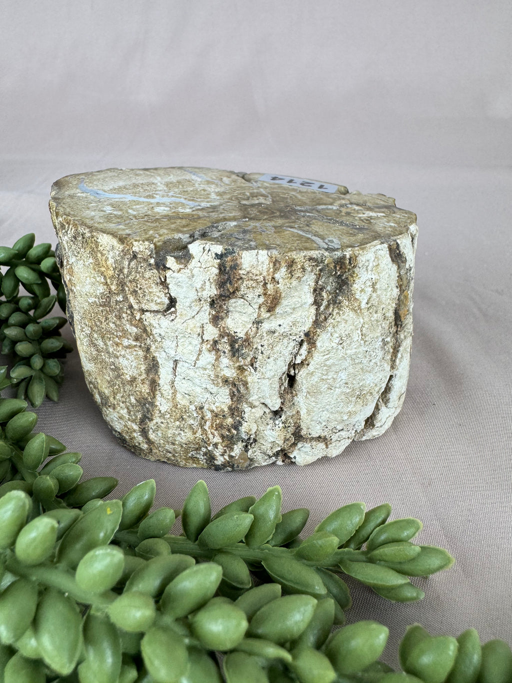 Versteend hout stam #1214