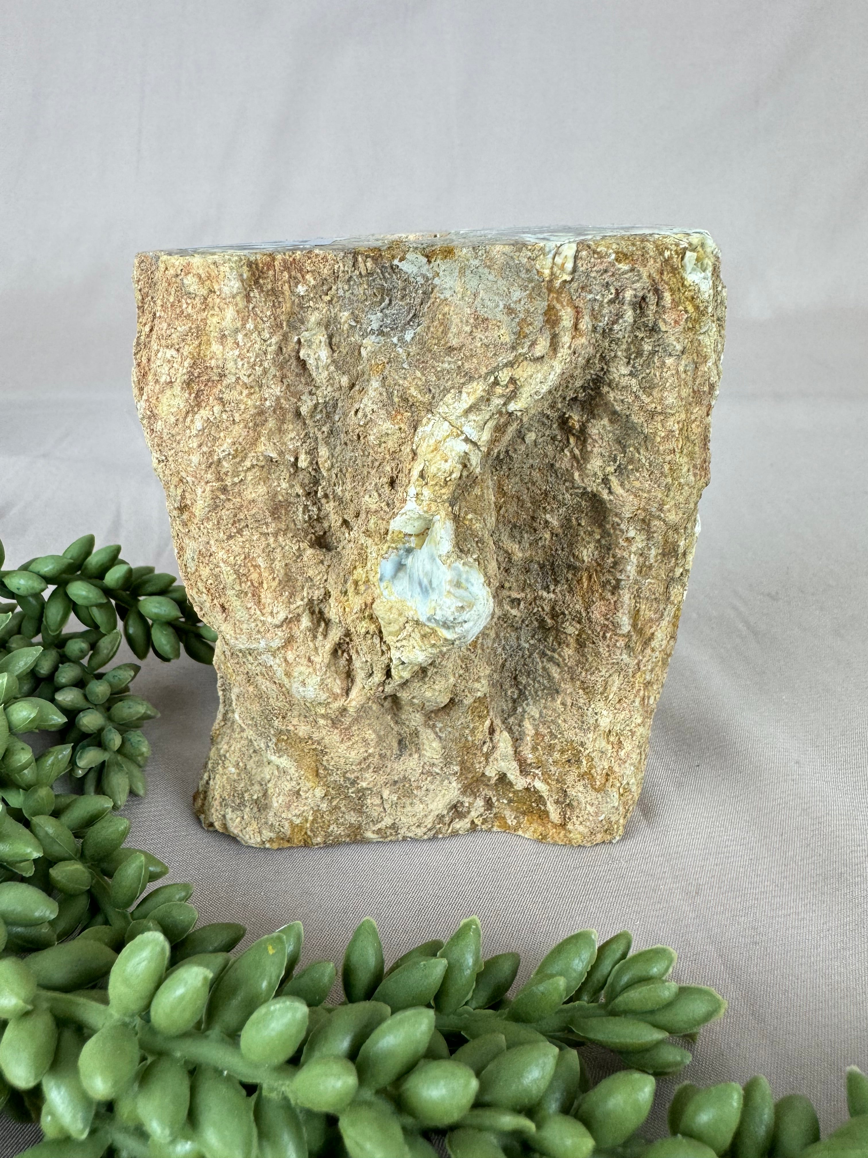 Versteend hout stam #1241