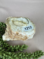 Versteend hout #1212