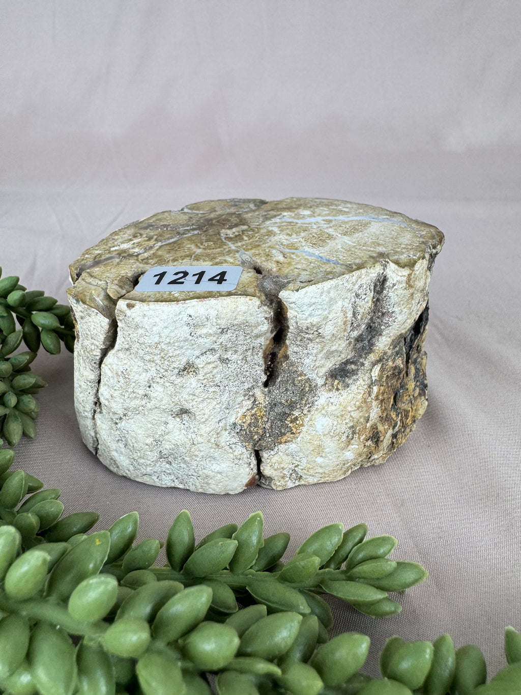 Versteend hout stam #1214