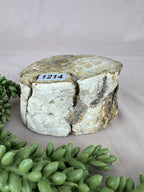 Versteend hout stam #1214