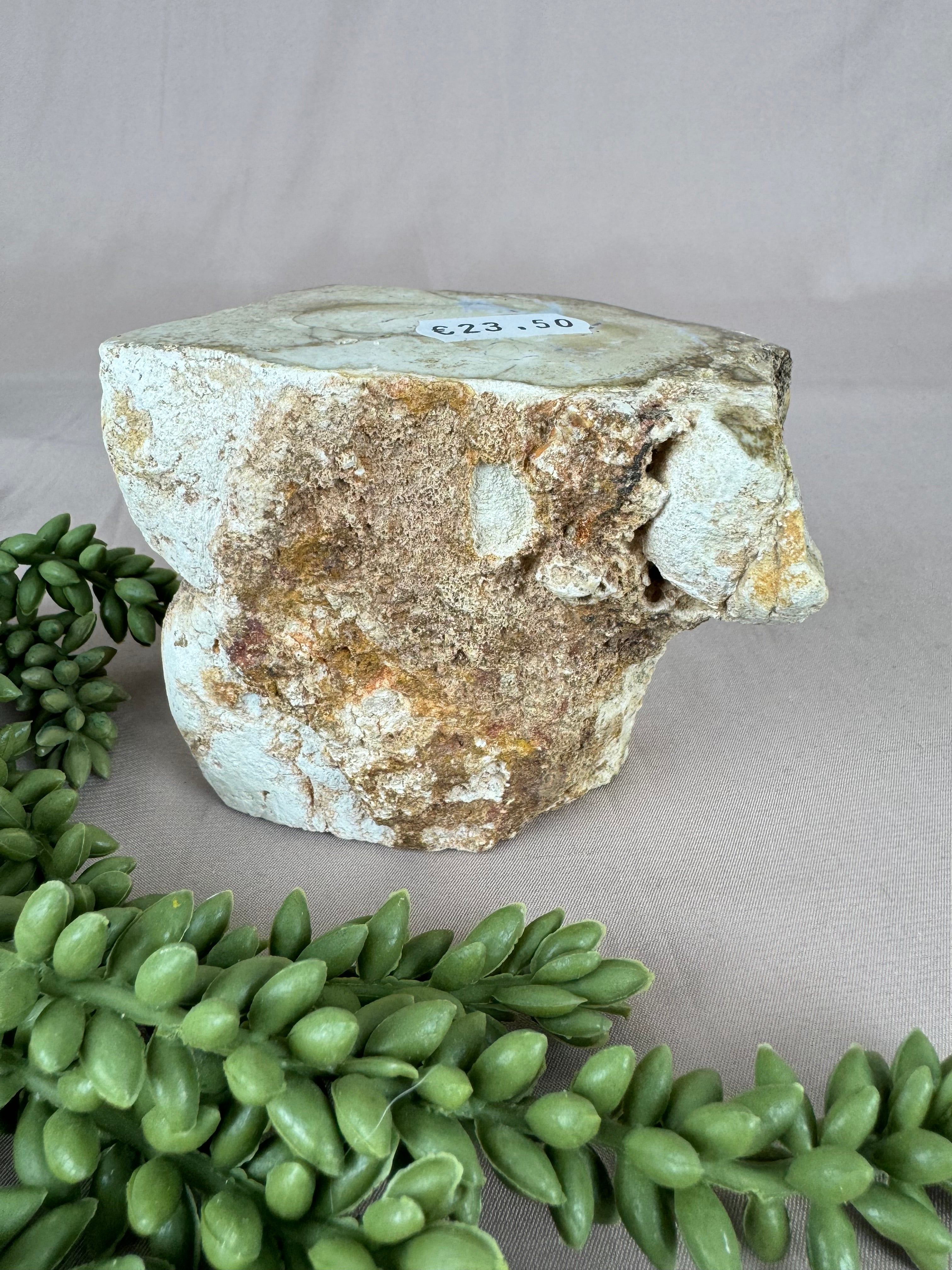 Versteend hout #1212