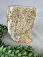 Versteend hout stam #1241