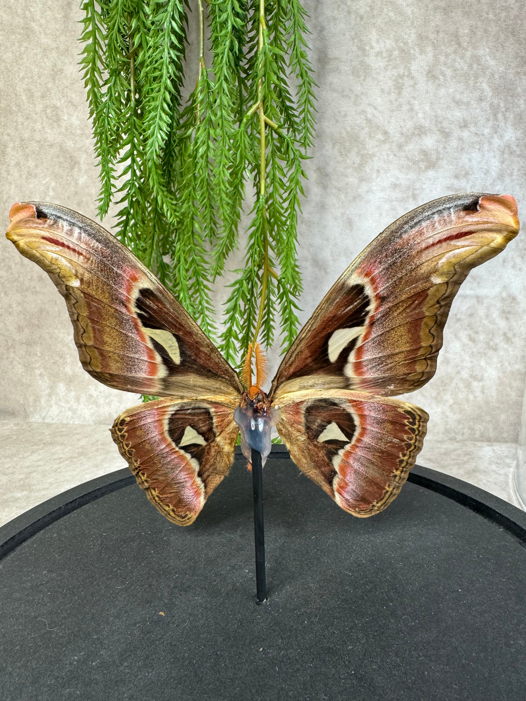 Atlas Vlinder in stolp