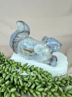 Agaat eekhoorn #1370