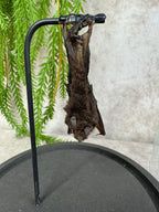 Vleermuis in stolp 60