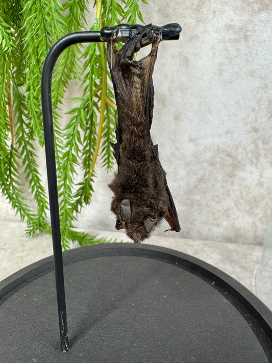 Vleermuis in stolp 60