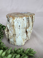 Versteend hout stam #1213