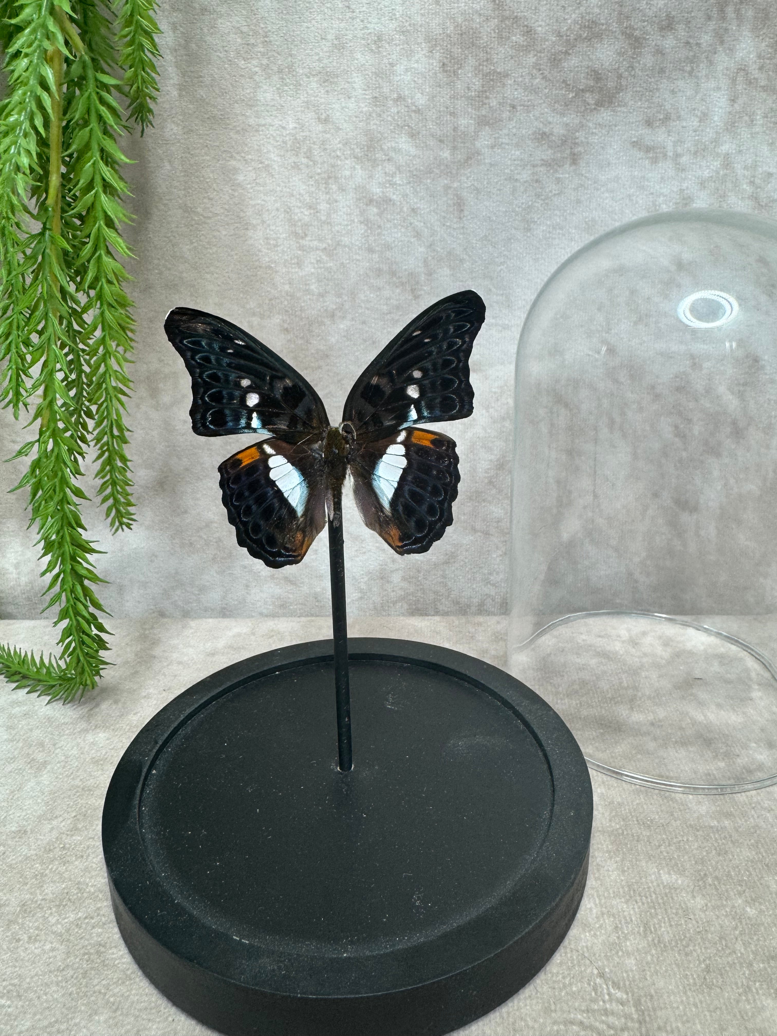 Vlinder in stolp #25