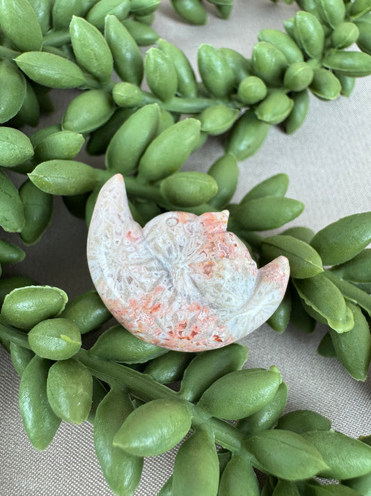 konijntje op maan versteend koraal