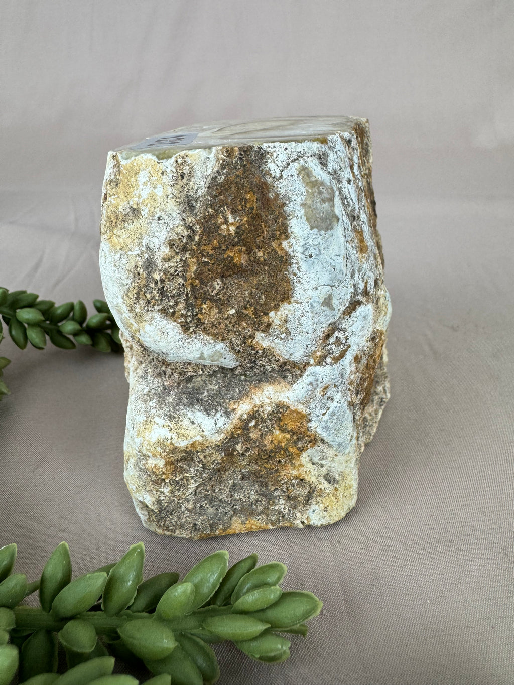 Versteend hout #1212