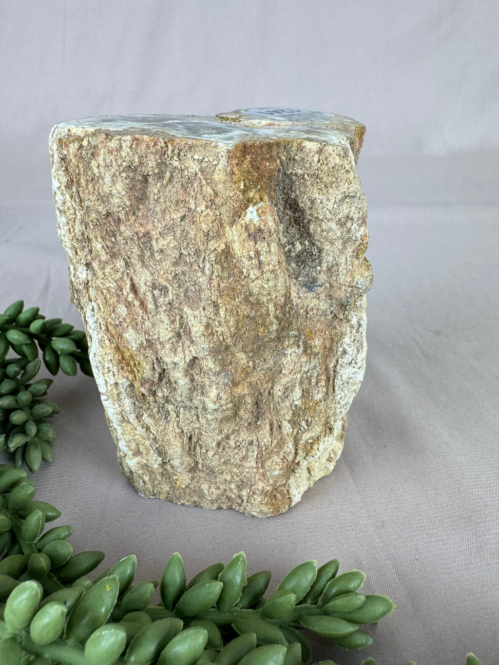 Versteend hout stam #1241