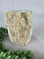 Versteend hout stam #1241