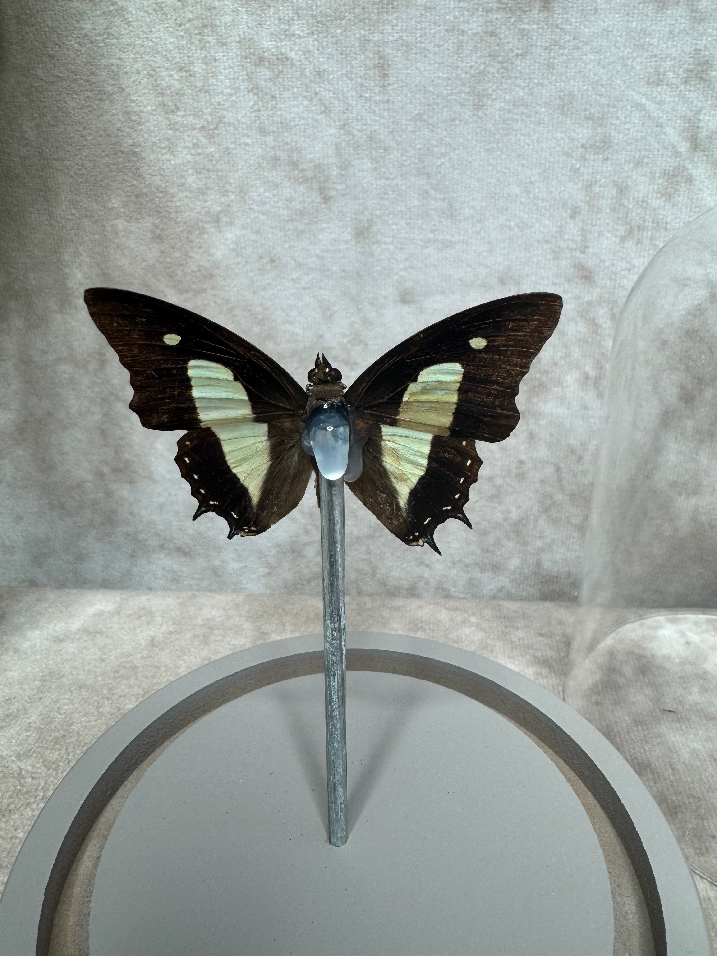 Vlinder in stolp #26
