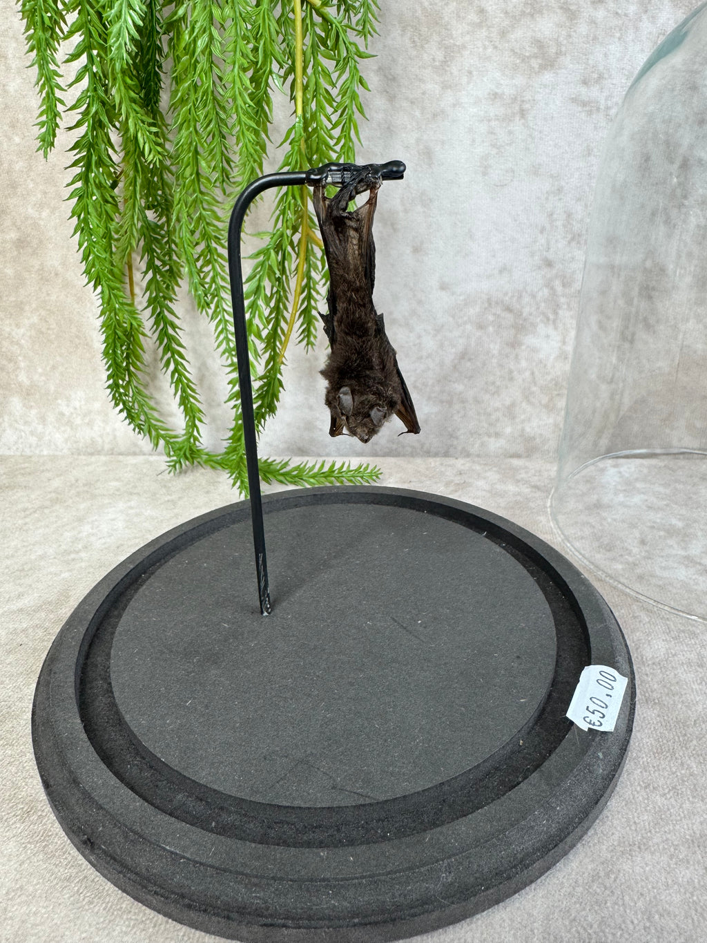 Vleermuis in stolp 60