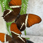 Vlinder in stolp 61