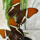vlinder in stolp 62