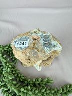 Versteend hout stam #1241