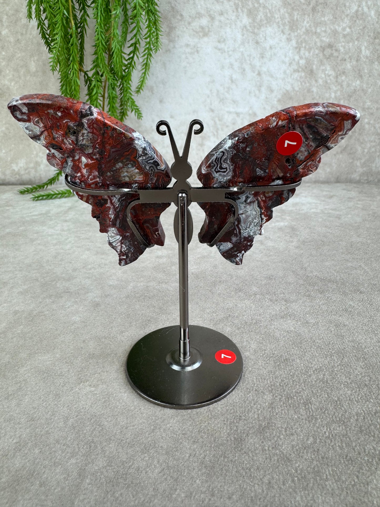 Vlinder crazy lace agaat #7