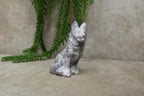 Herders hond tiffany stone