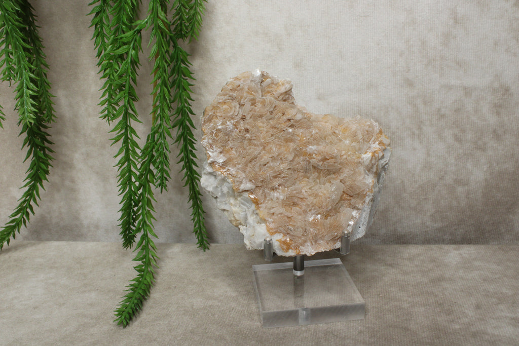 Calciet cluster #1728