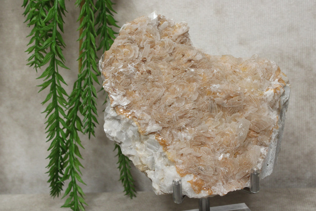 Calciet cluster #1728