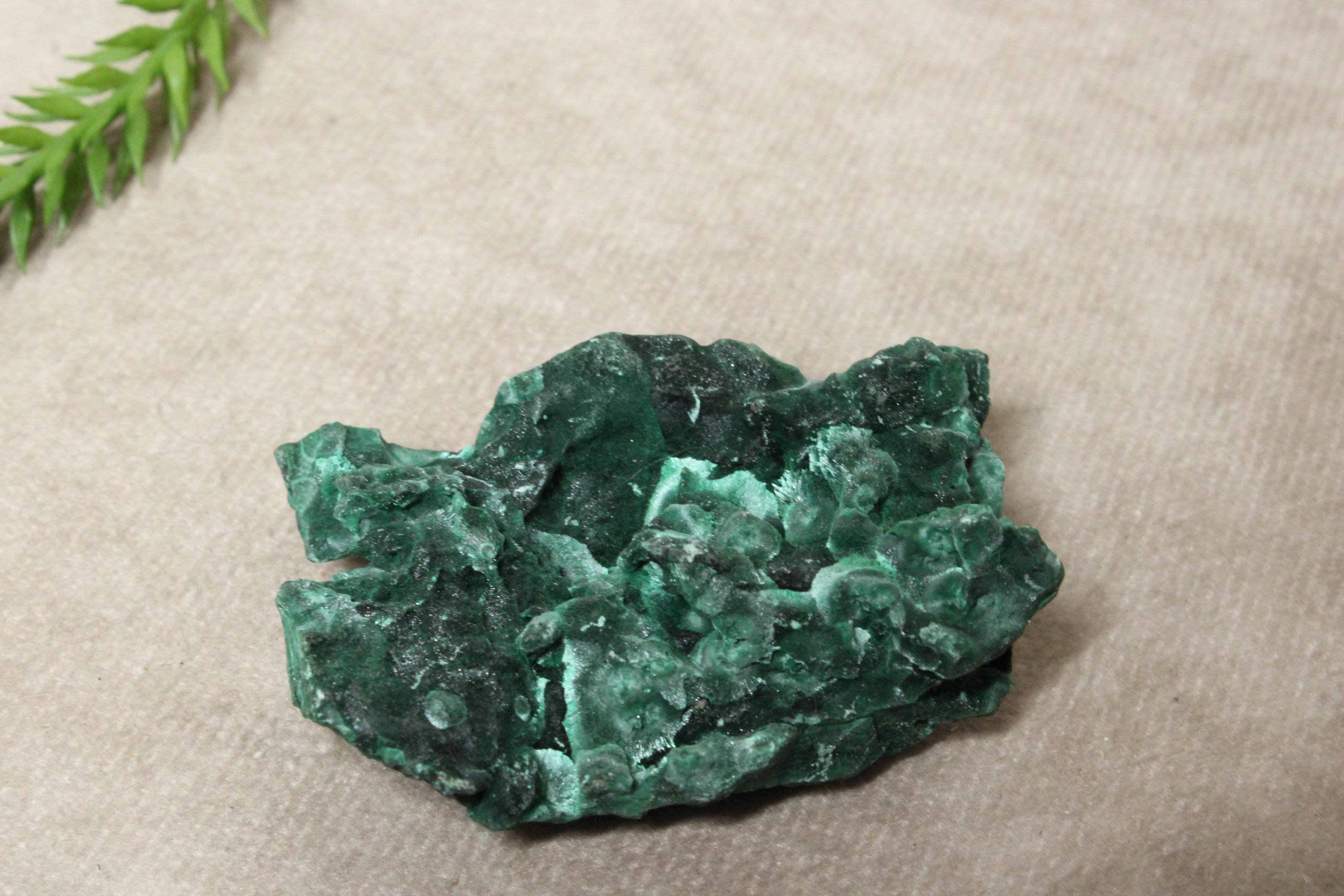 Fluweel Malaciet cluster #0832