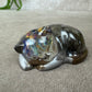 Epoxy Kat kijkend
