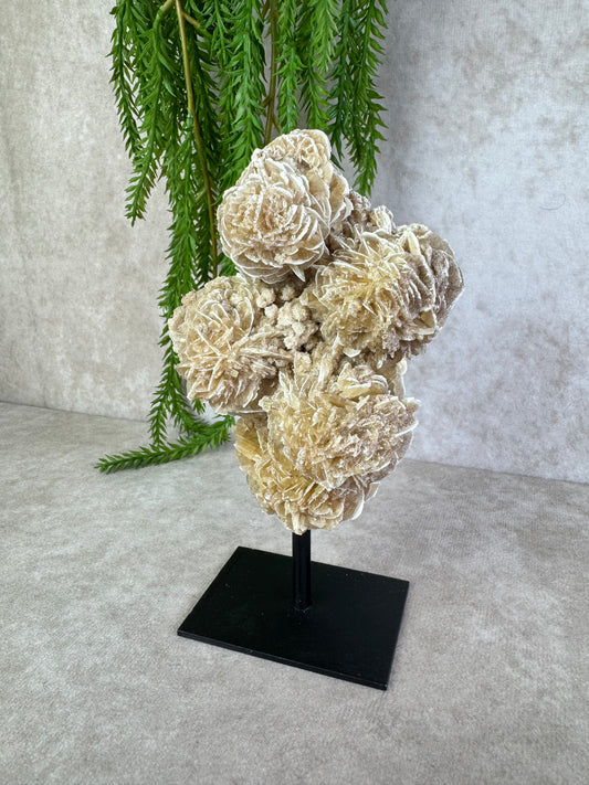 Woestijnroos op standaard #1584