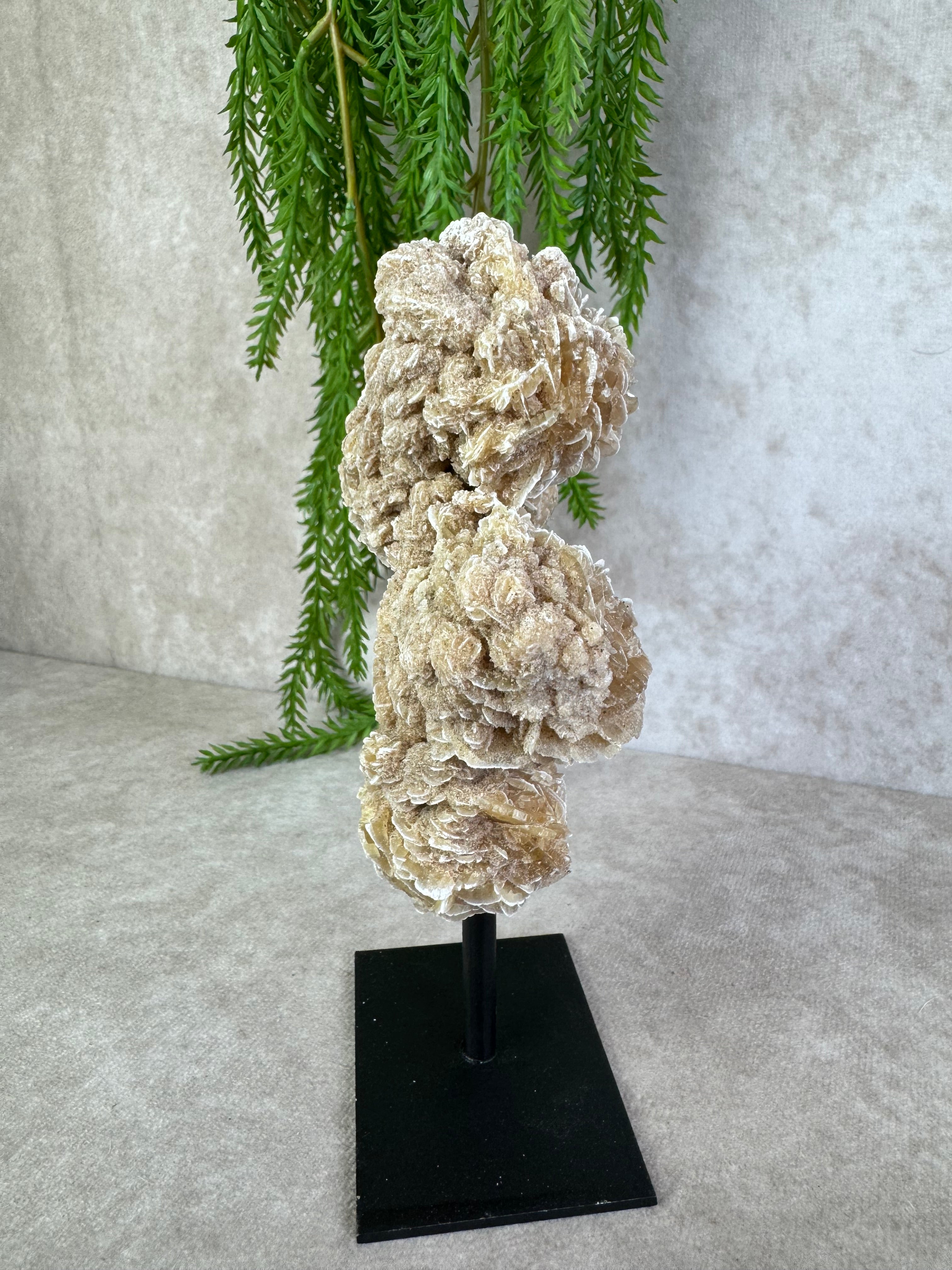 Woestijnroos op standaard #1584