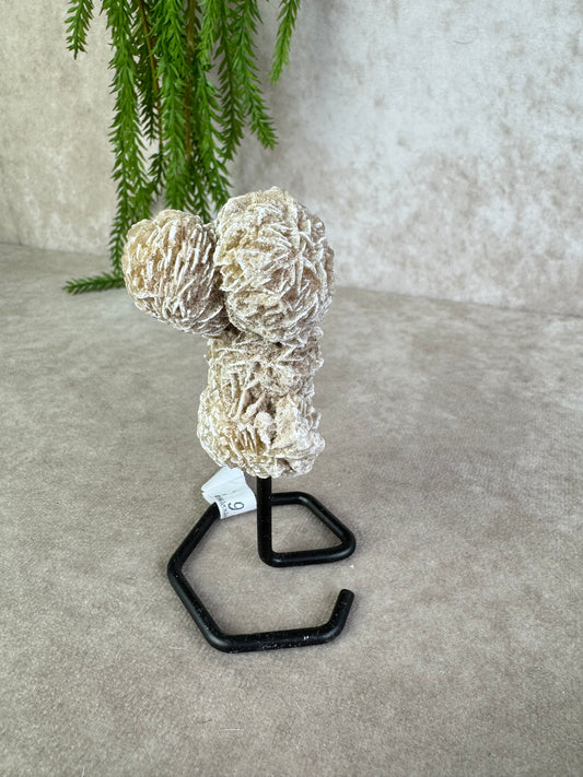 Woestijnroos op standaard #92