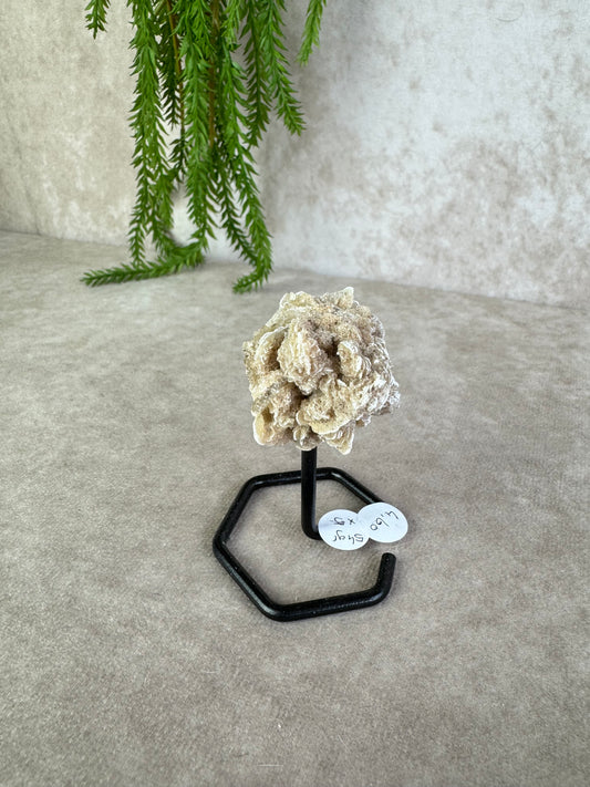 Woestijnroos op standaard #93