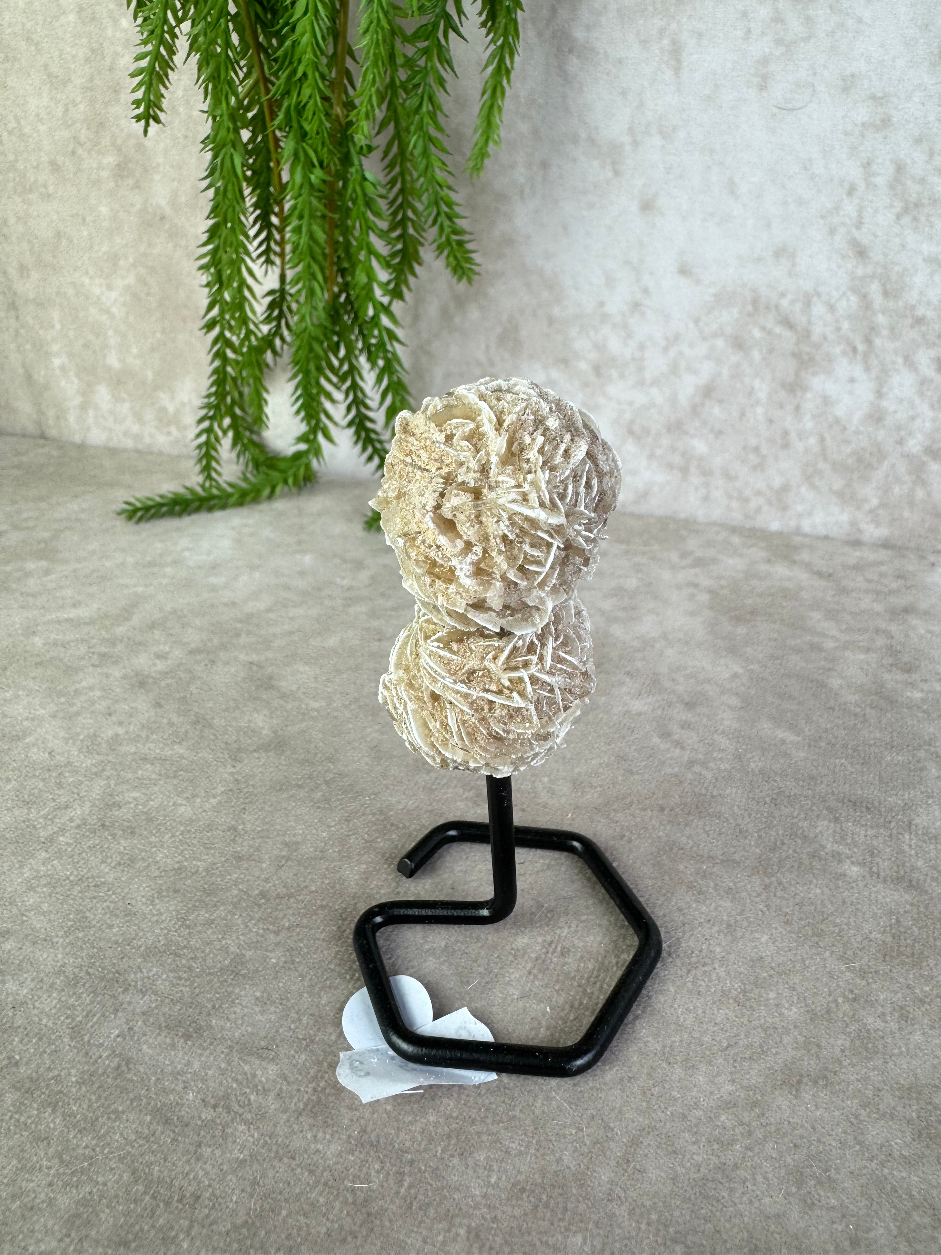 Woestijn roos op standaard #91