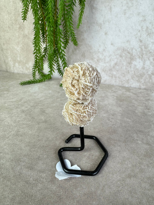 Woestijn roos op standaard #91