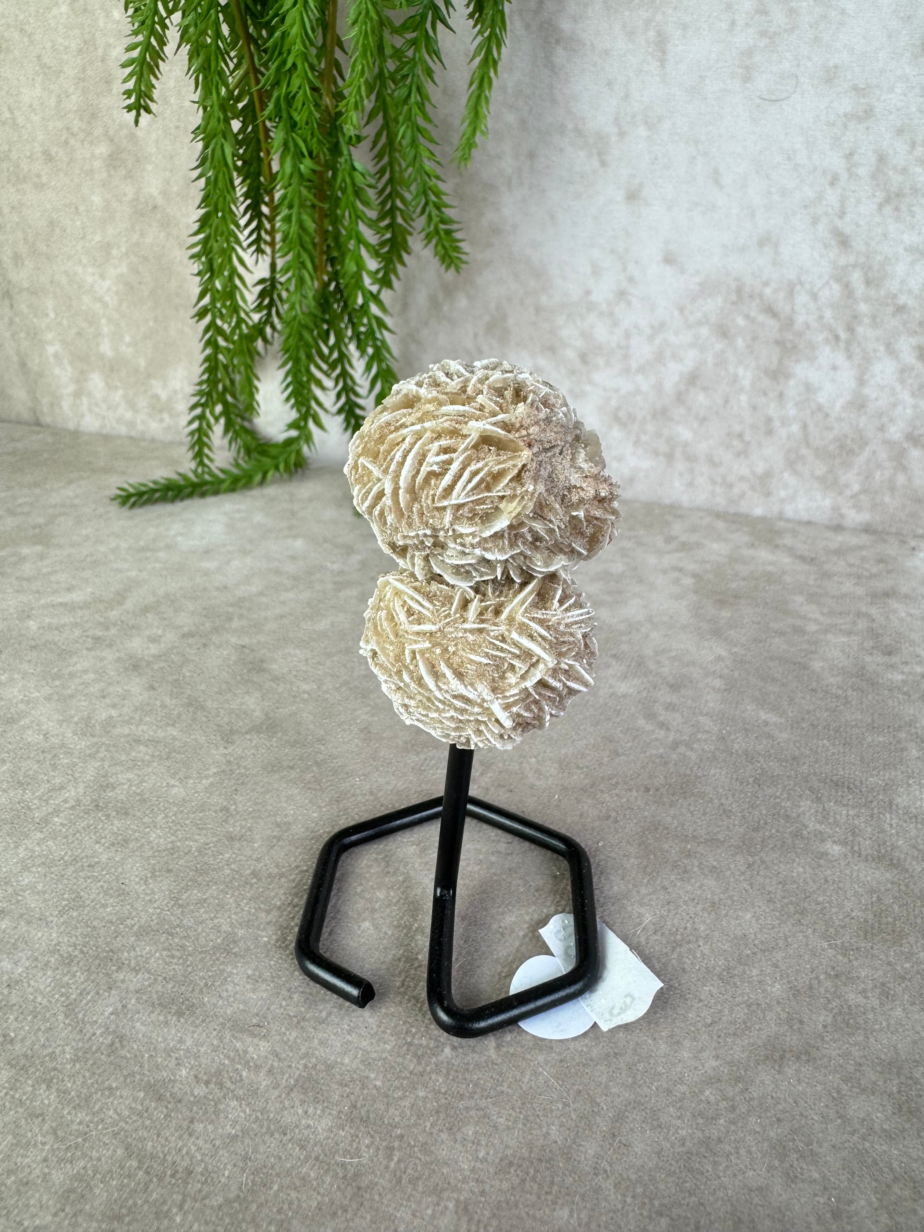 Woestijn roos op standaard #91