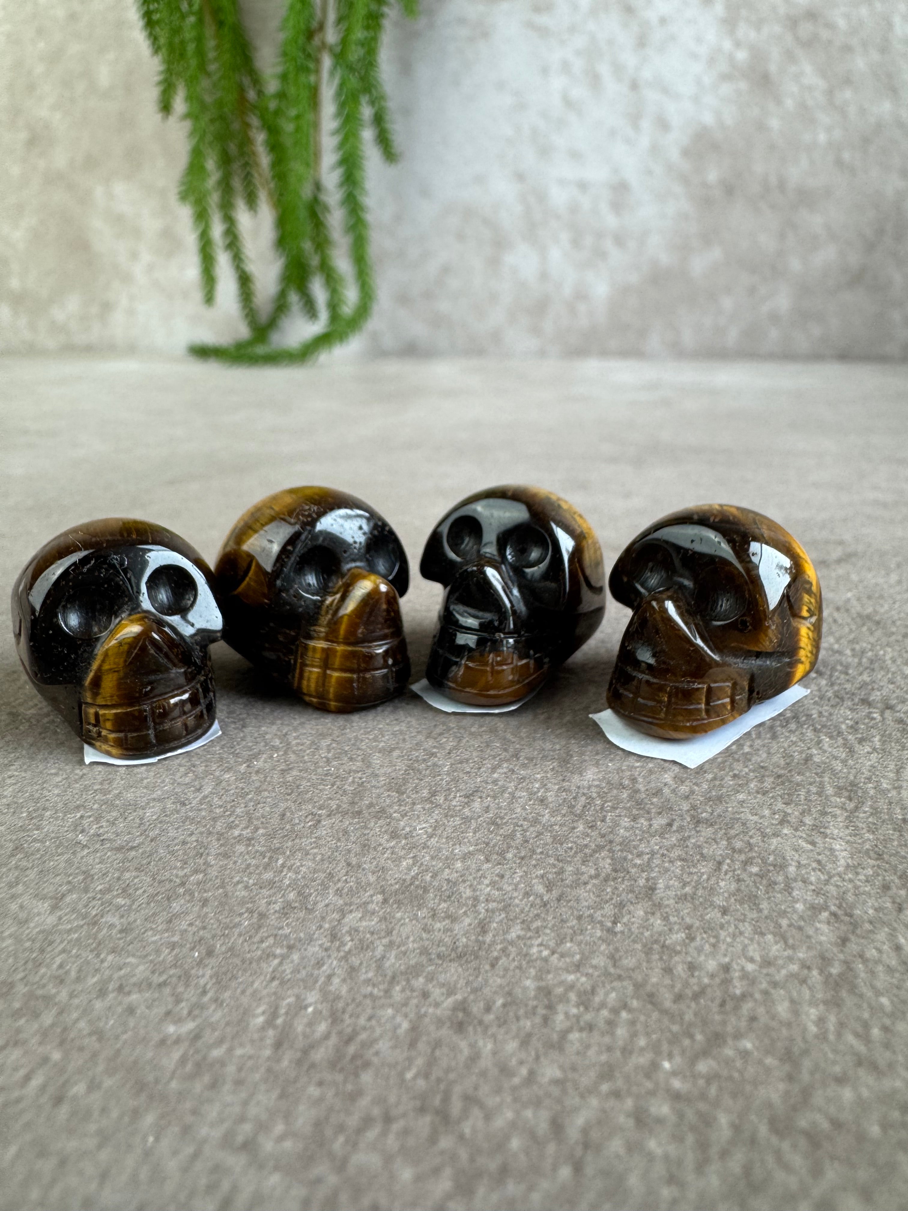 mini scull tijgeroog