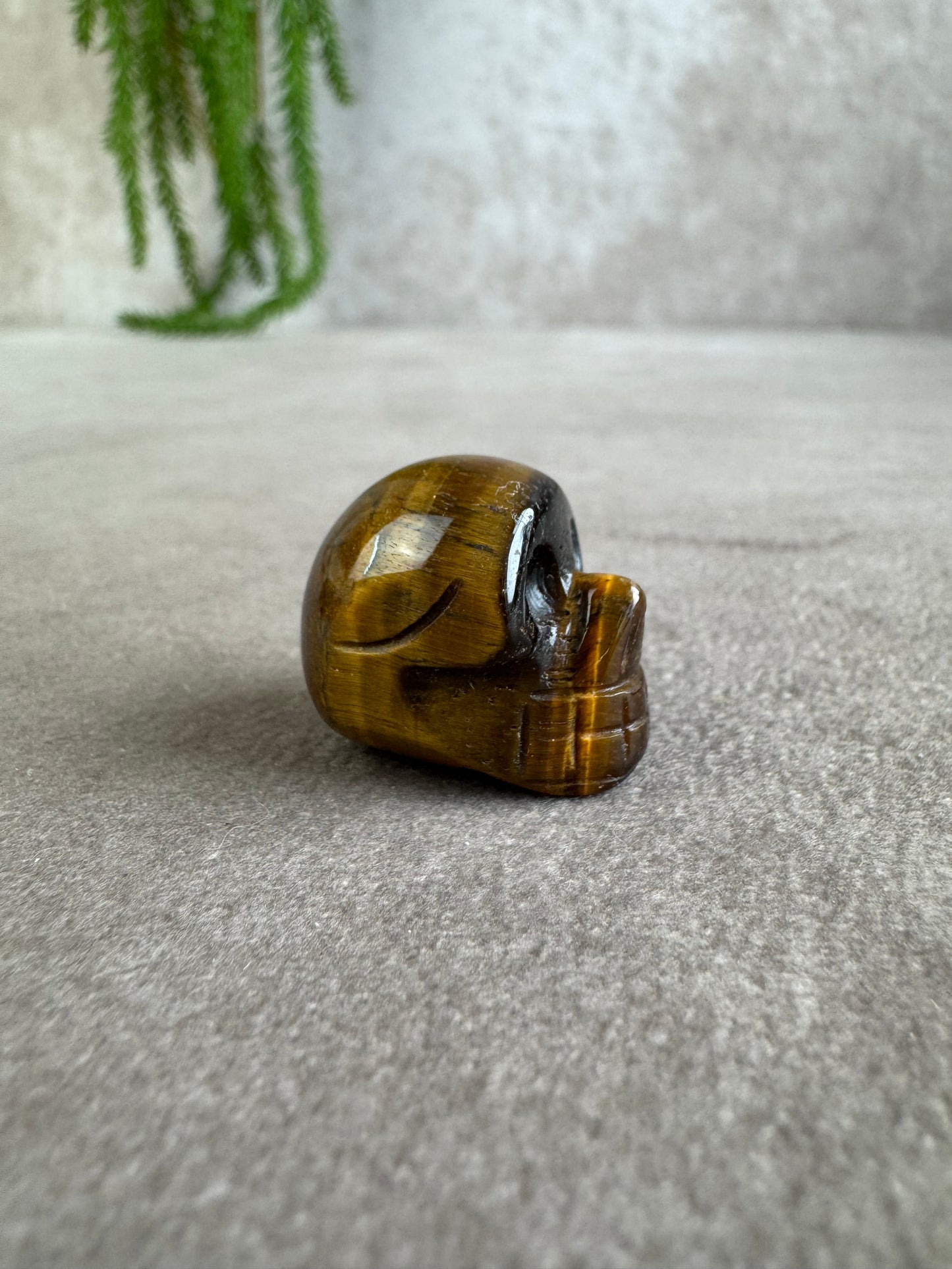 mini scull tijgeroog