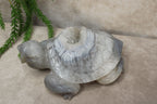 Xxl schildpad agaat