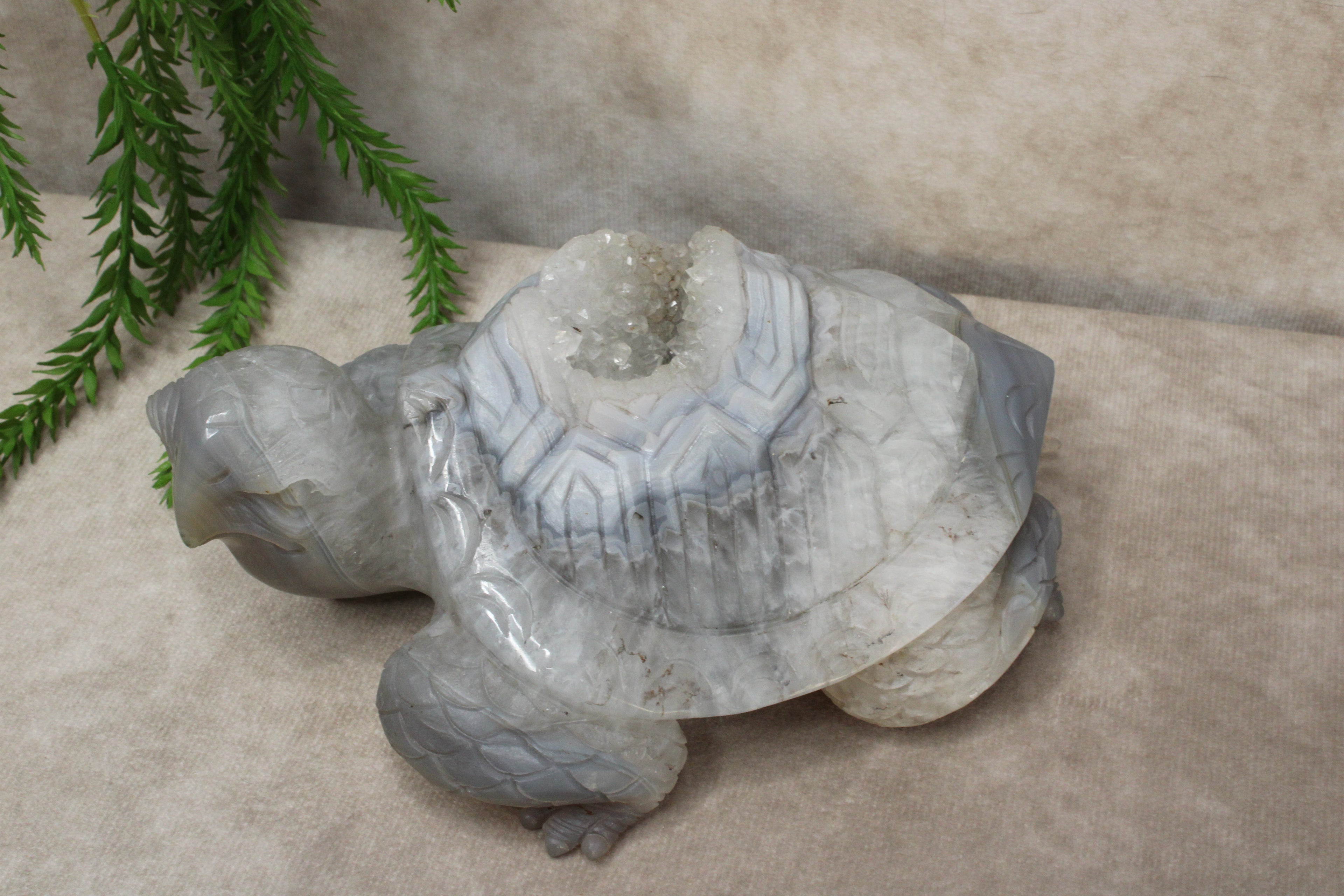 Xxl schildpad agaat