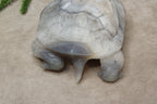 Xxl schildpad agaat