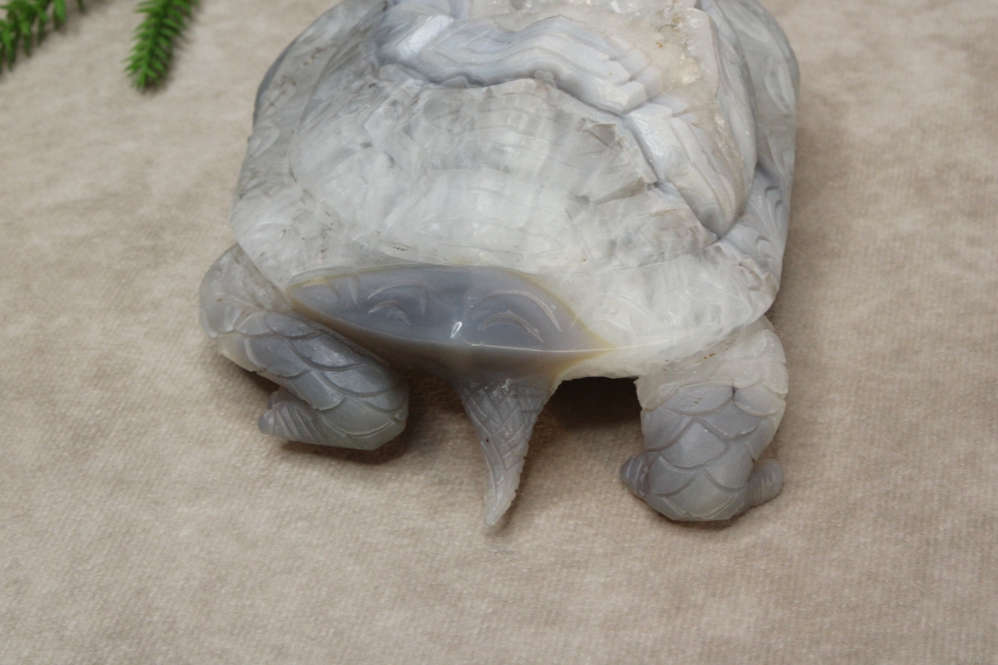 Xxl schildpad agaat