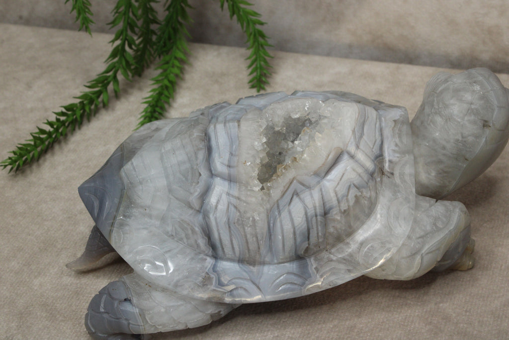 Xxl schildpad agaat