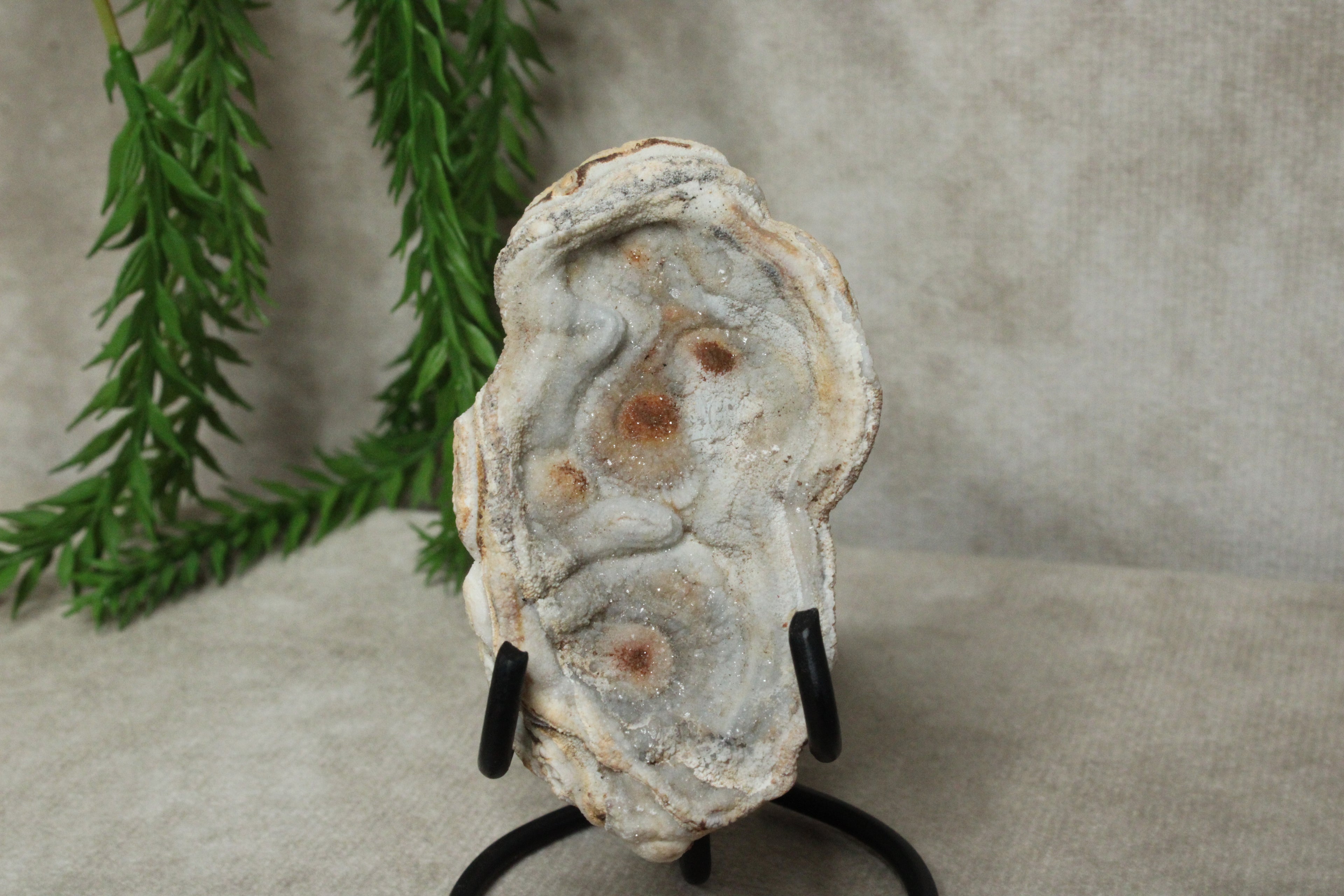 Chalcedoon roos