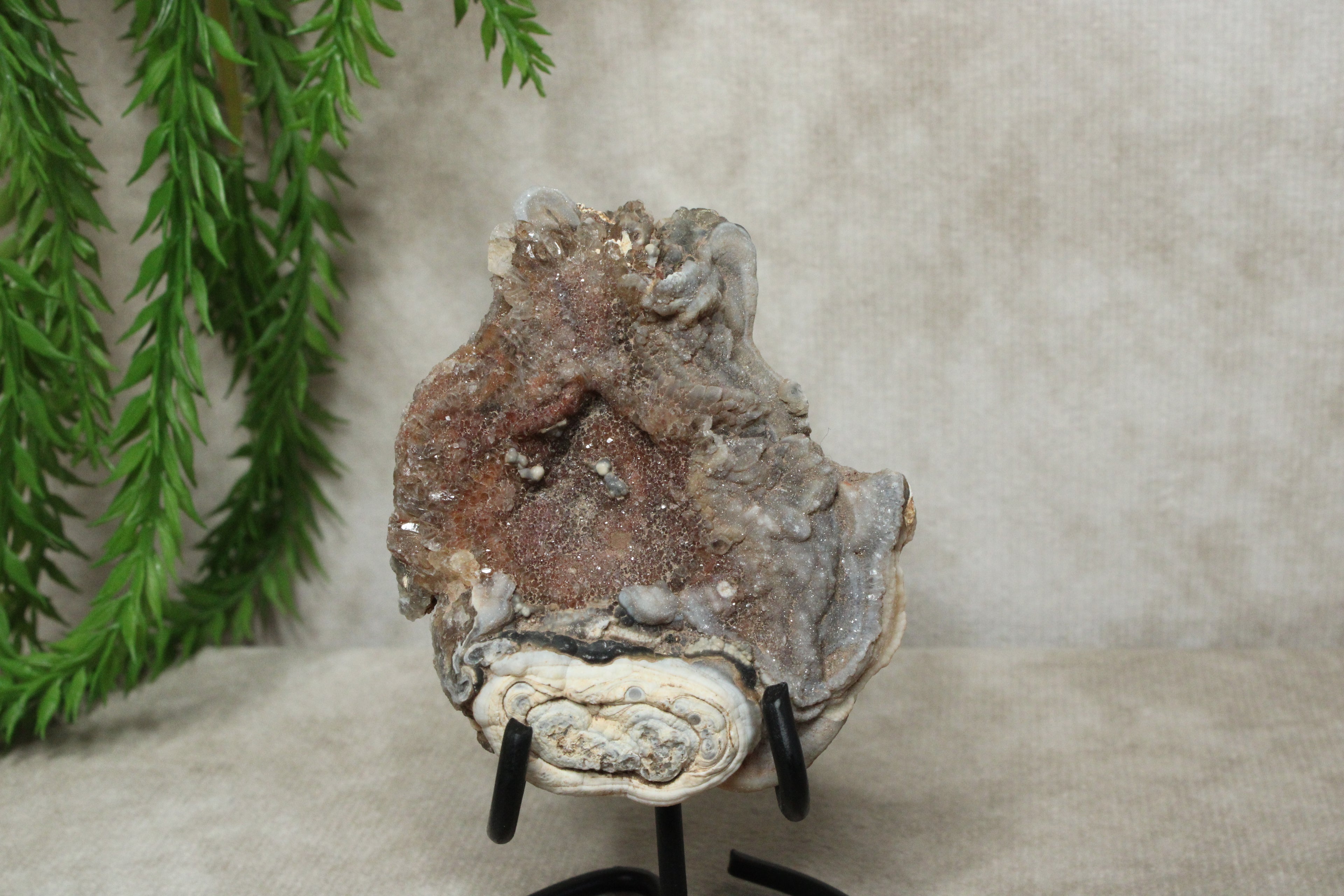 Chalcedoon roos