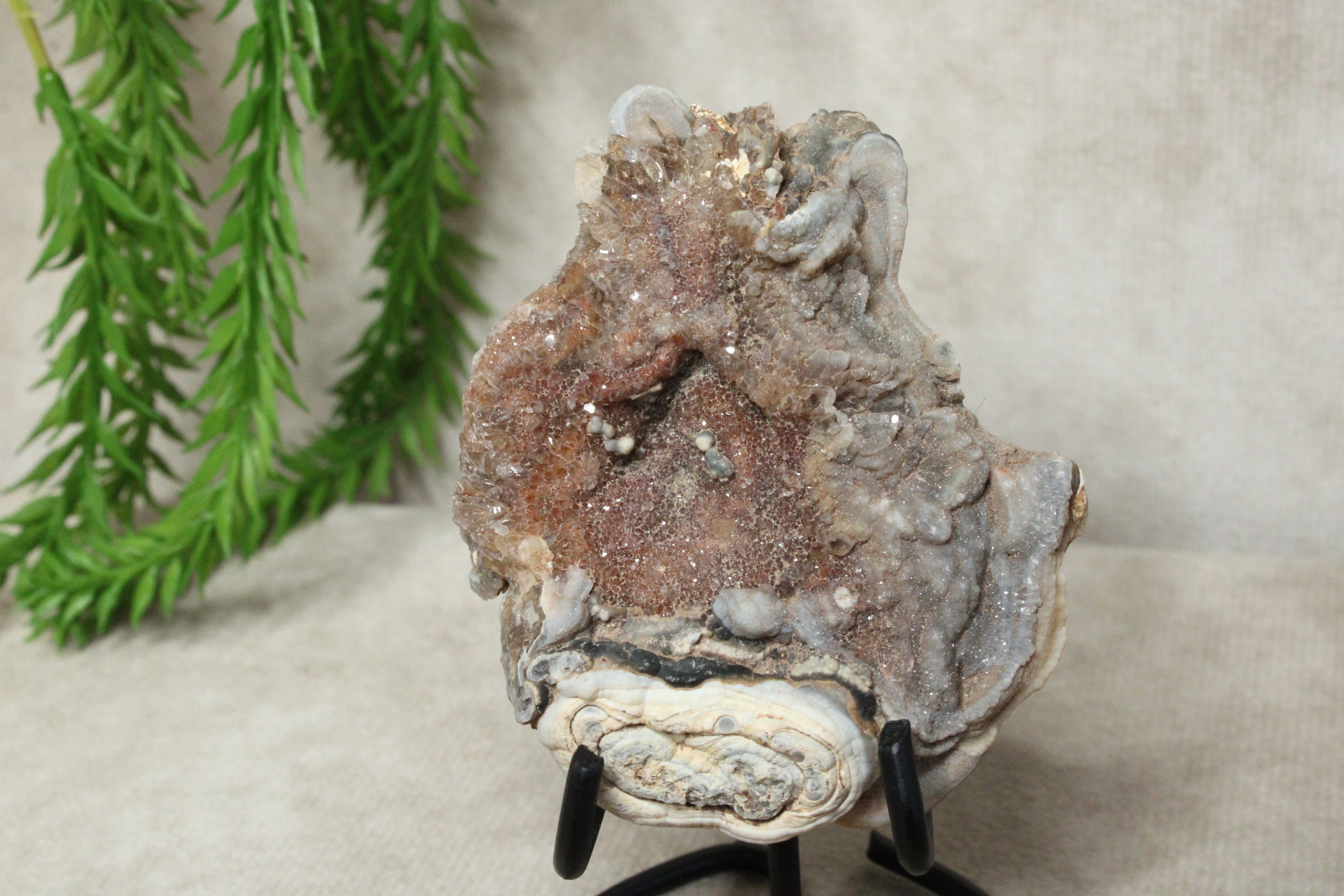 Chalcedoon roos